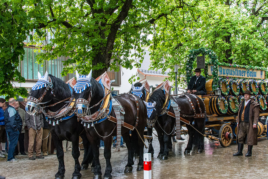 Horses pull the Augustiner parade float for Munich Frühlingsfest.