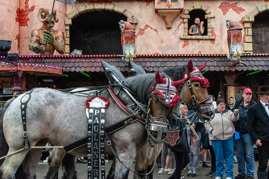 Two horses pull the Paulaner parade float onto the Wiesn at Munich Frühlingsfest.