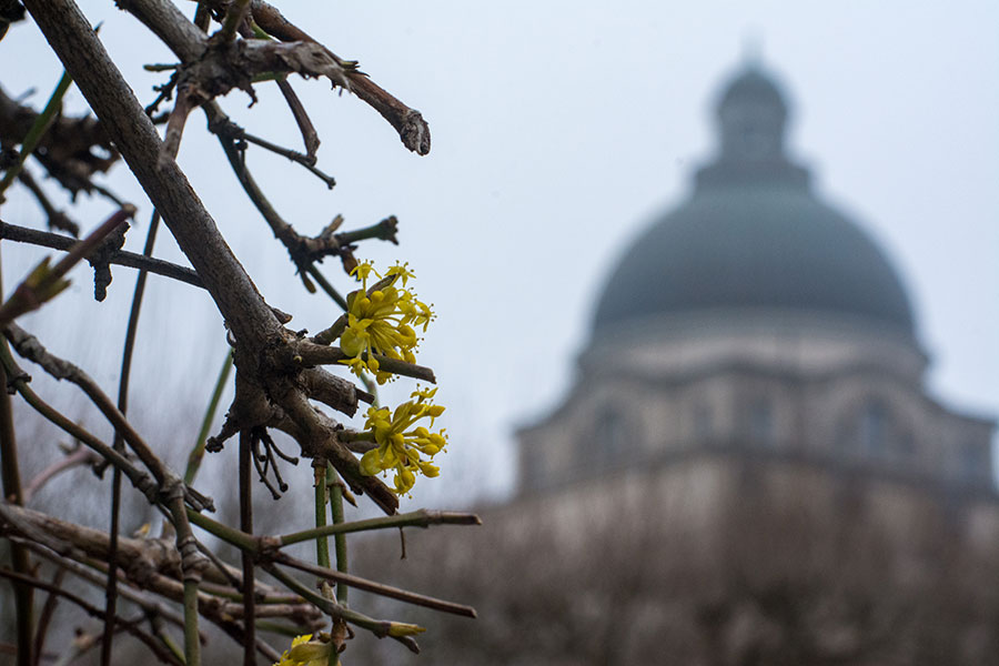 The first sign of spring in Munich is fresh blossoms in front of the Bayerische Staatskazlei.