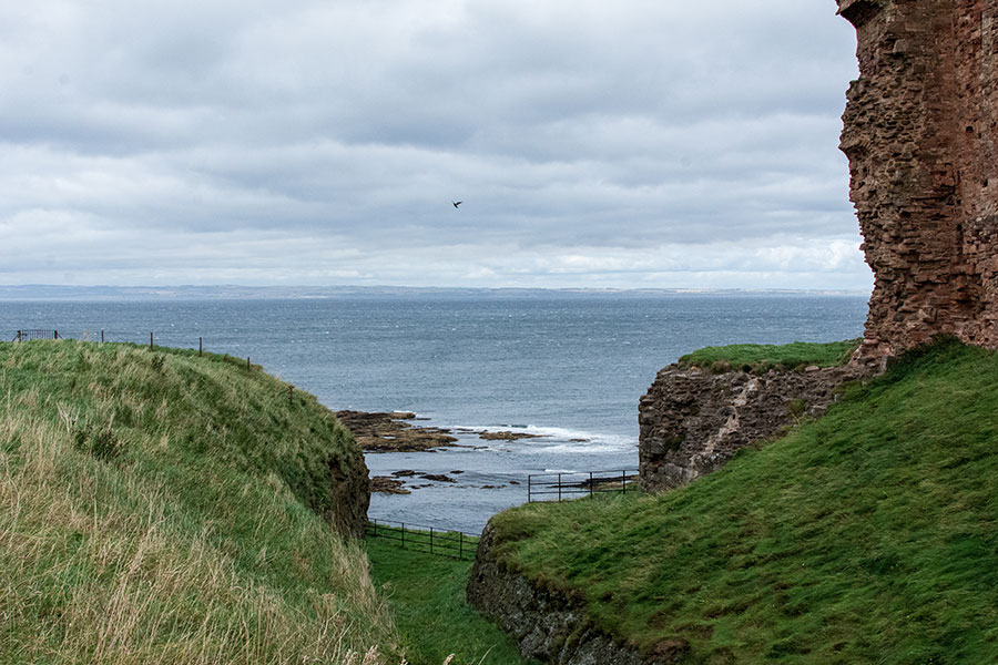 A bird soars over cliffs at Oxroad Bay.