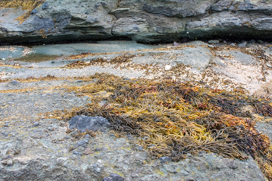 Seaweed grows on a stone sitting on the North Berwick beach.