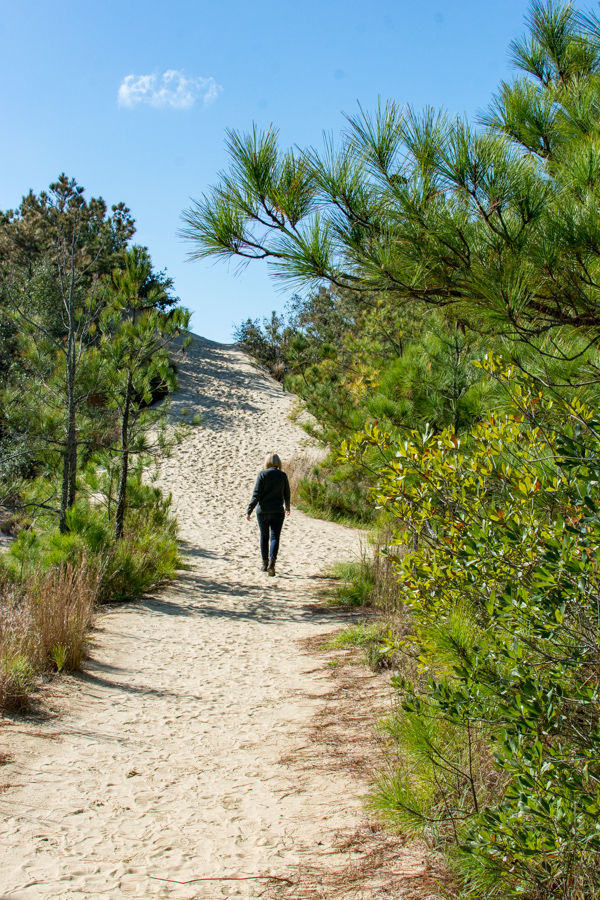 Walking through the wooded ecosystem at Jockey's Ridge State Park.