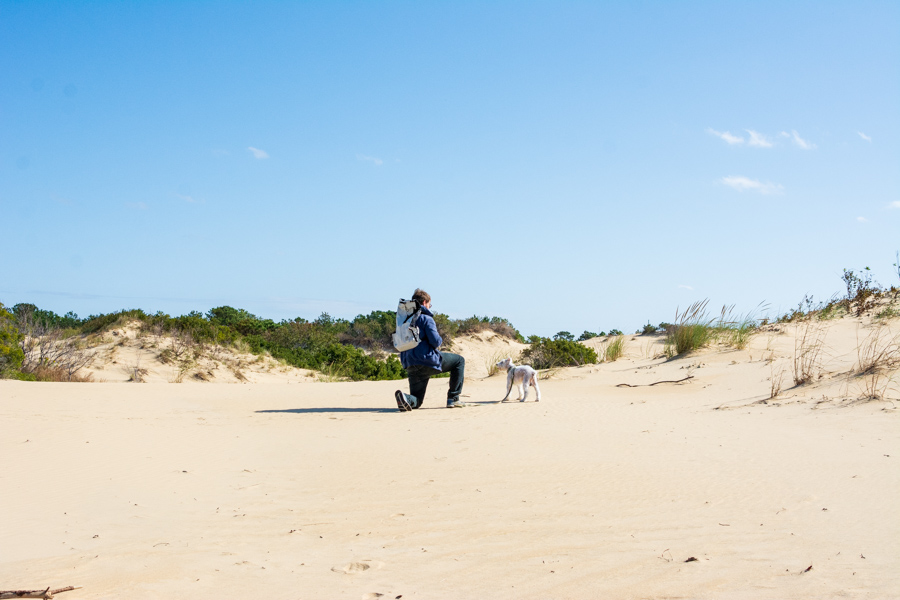 Jockey's Ridge State Park in Nags Head, North Carolina, is dog-friendly.