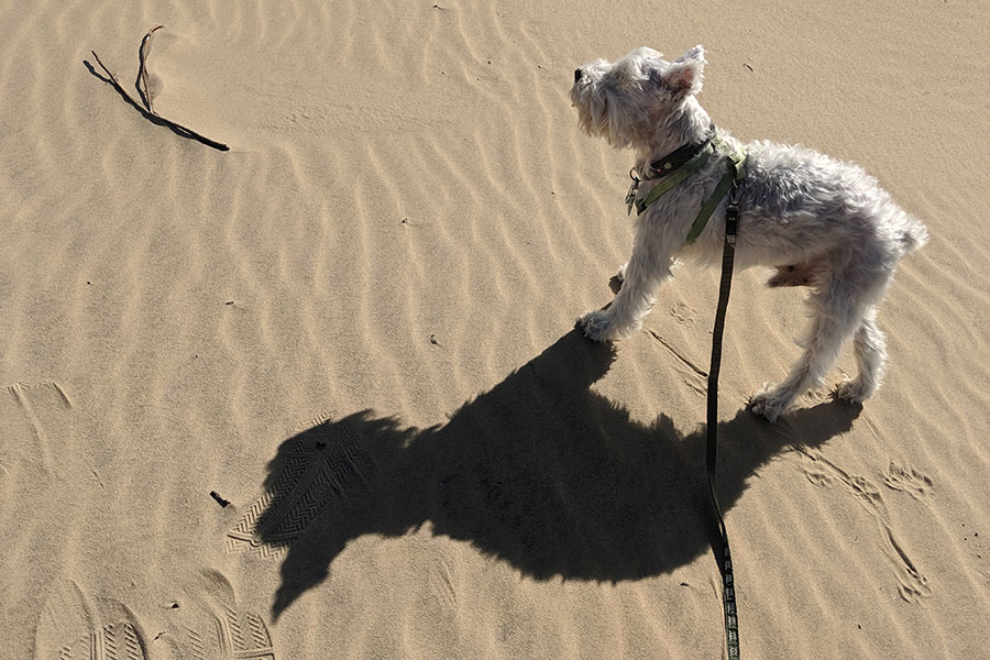 Miniature schnauzer explores Jockey's Ridge State Park.