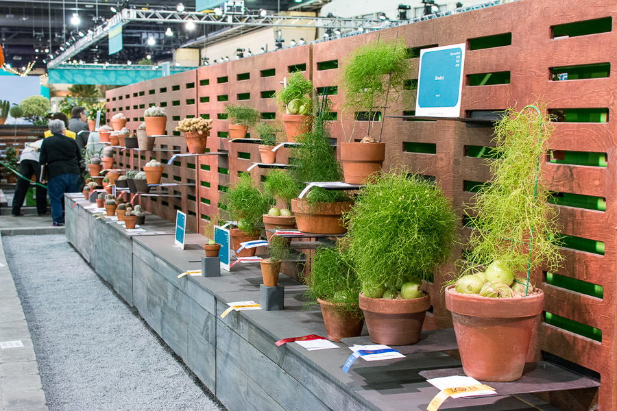 Plants in competition at the Flower Show.