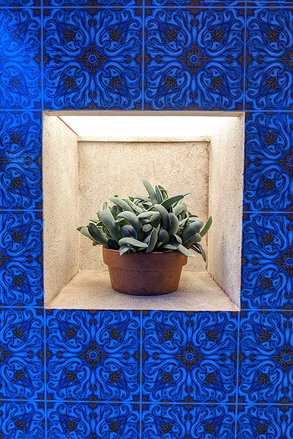 A potted succulent sits in an alcove surrounded by blue tiles.