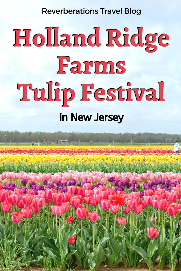 Be transported to the Netherlands with a visit to New Jersey's Holland Ridge Farms Tulip Festival for acres of beautiful tulips! Updates for 2020 Tulip Trail. #tulips #tulipfestival #newjersey