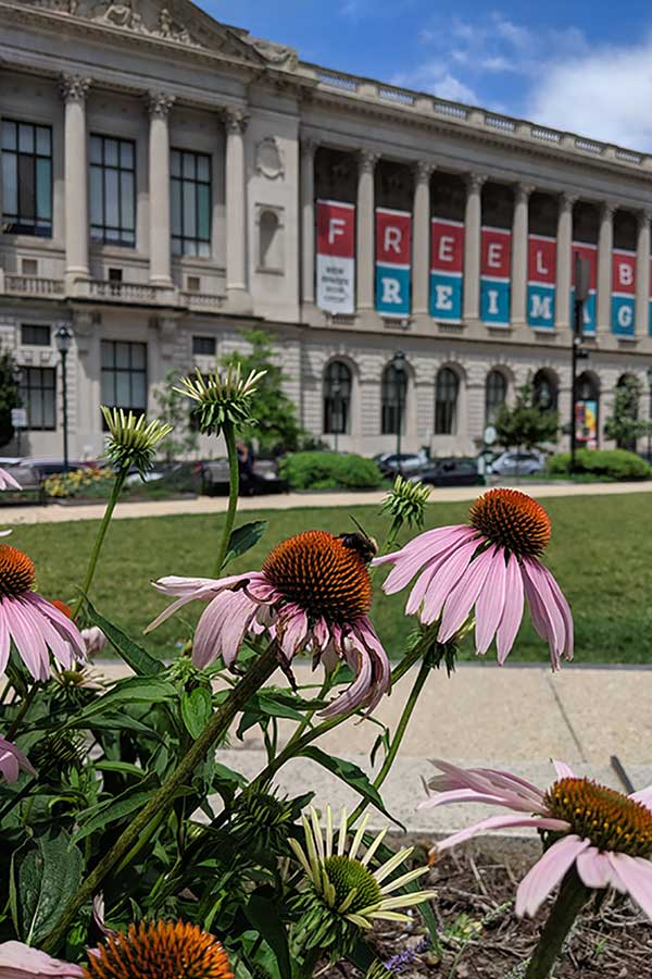 A bee visits flowers in front of the Philadelphia Free Library on the Ben Franklin Parkway.