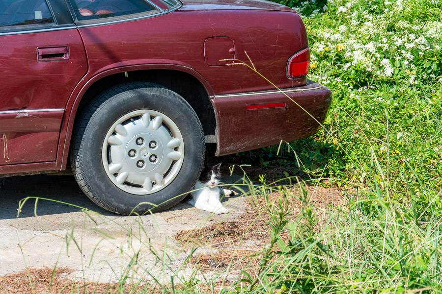 A cat hides from the sun and any visitors under a car.