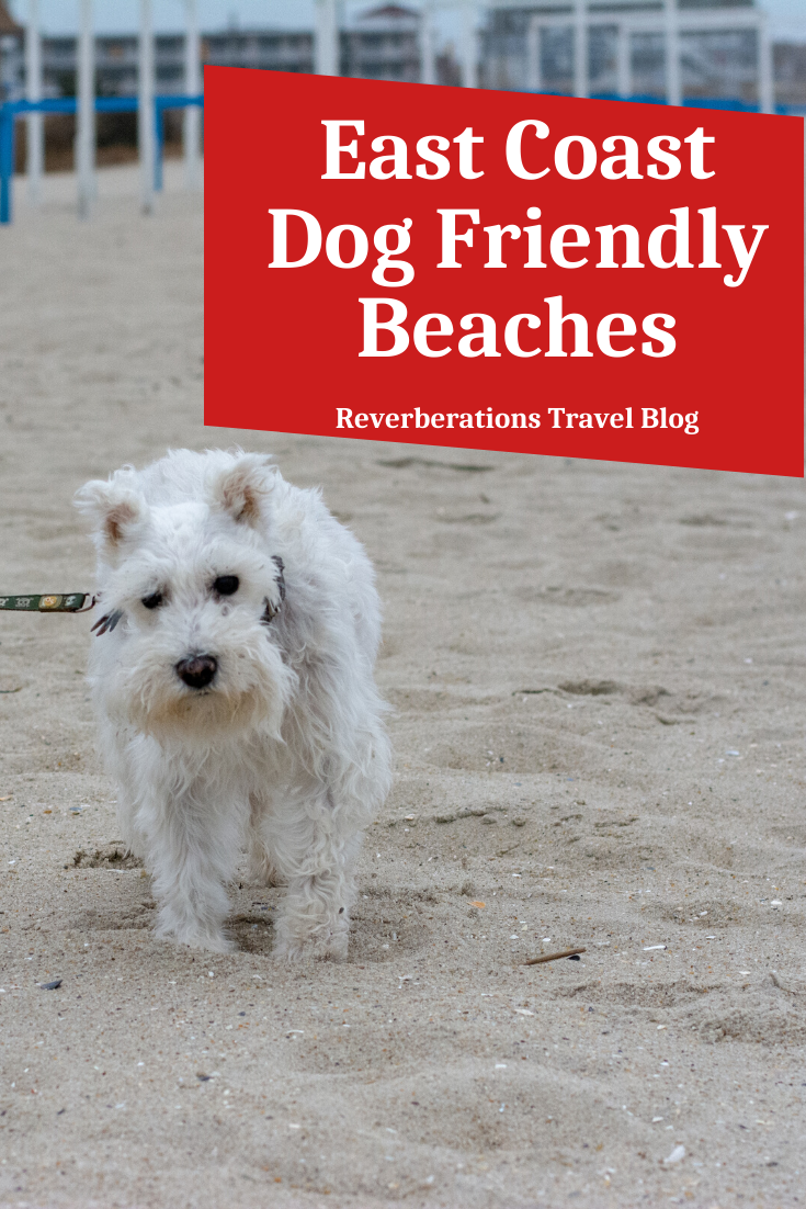 Do not leave your dog at home next time you want to go for a walk on the beach. Take them along for these four great East Coast dog friendly beaches. #dogfriendly #eastcoast #usa #travel #dogs