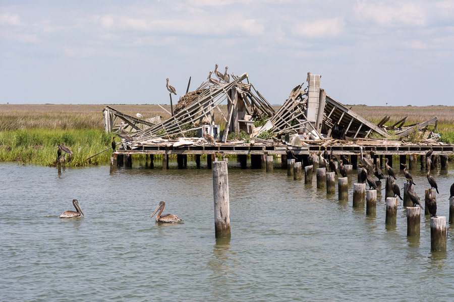 Pelicans inhabit a building ruin on the Chesapeake Bay.