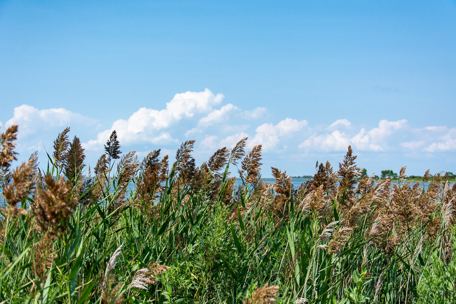 Seagrass blows in the wind of the Chesapeake Bay.