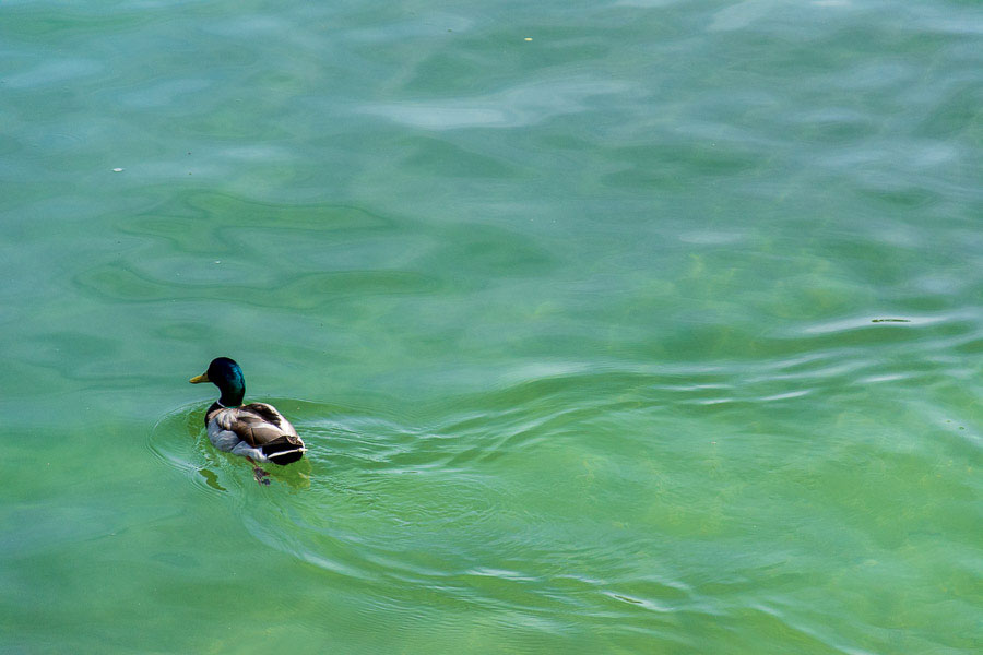 A duck goes for a swim in the Chiemsee lake.