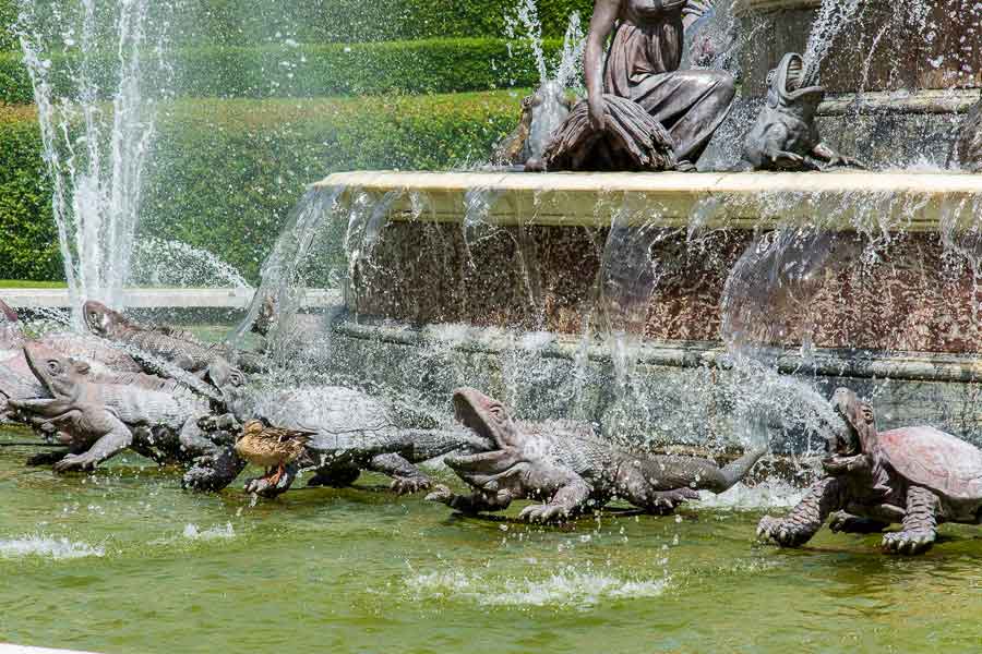 A close up of a duck along the fountains on the Herrenchiemsee island.