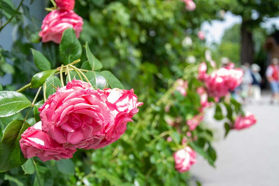 Close up of roses on the Fraueninsel or Frauenchiemsee.