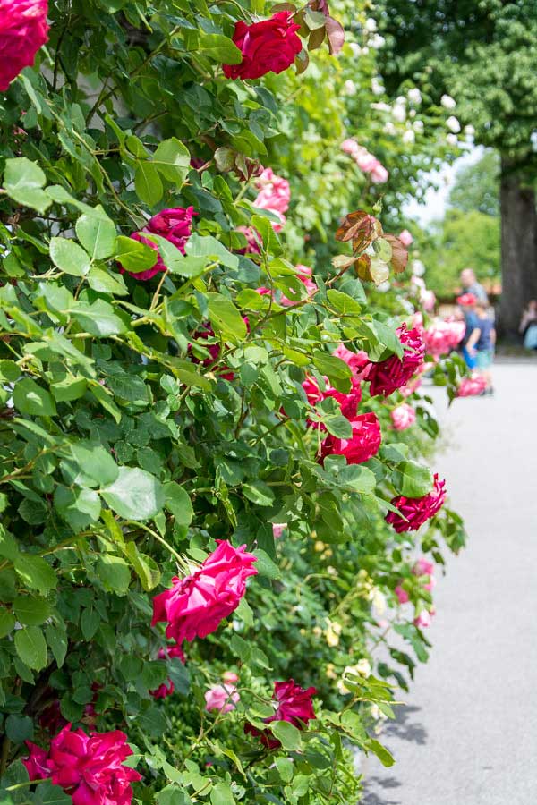 Roses on the Fraueninsel or Frauenchiemsee.