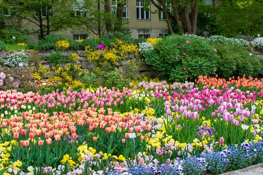 Dozens upon dozens of colorful spring flowers in bloom in Munich.