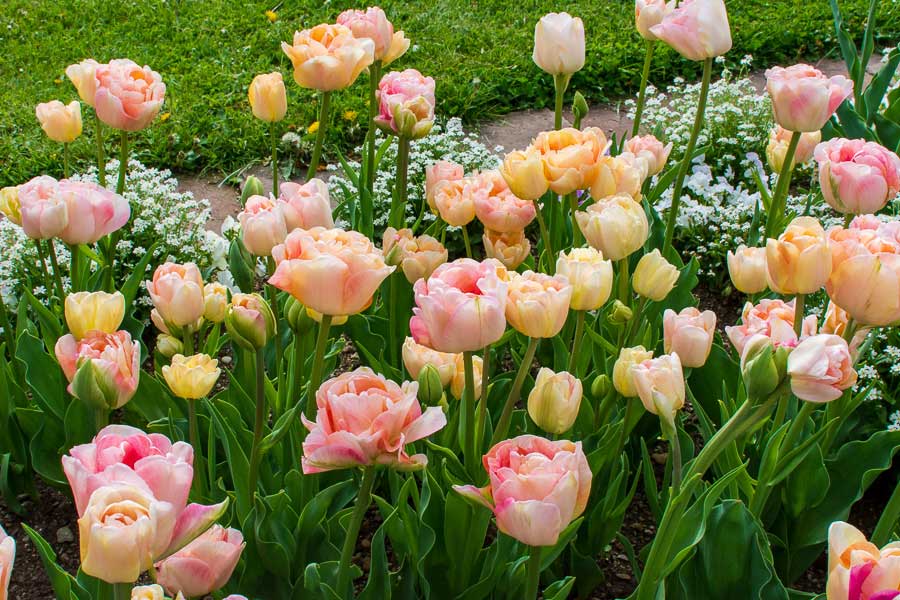 Beautiful tulips at the Munich Botanical Garden.