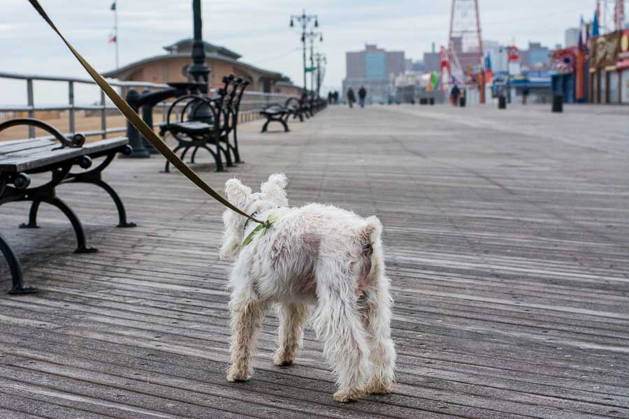 The Coney Island boardwalk is dog friendly.