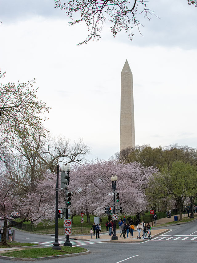 Washington DC Cherry Blossoms