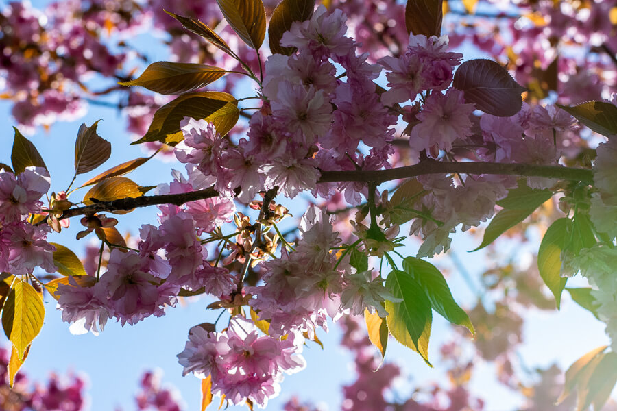 Cherry blossoms at Hershey Gardens.