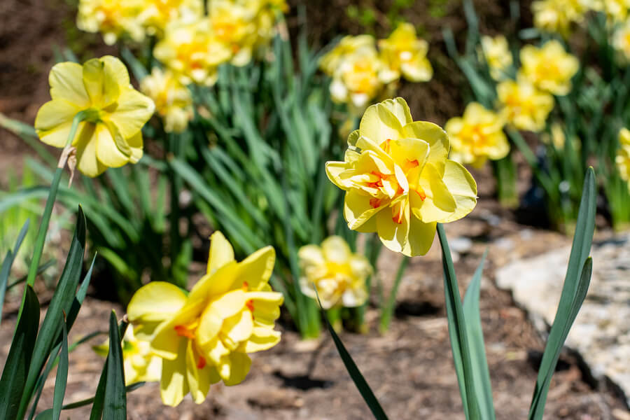 Daffodils in bloom at Hershey Gardens.