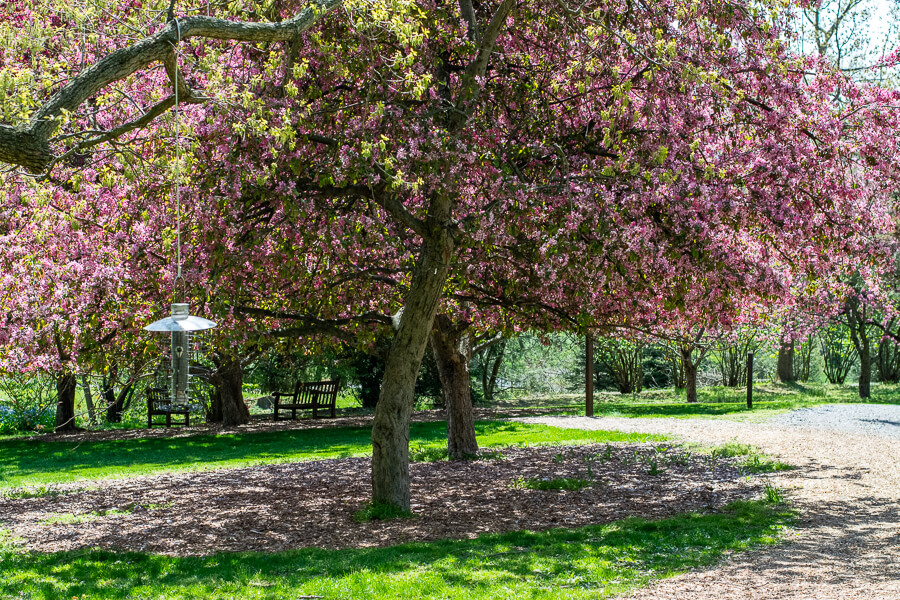 A cherry tree in bloom at Hershey Gardens.