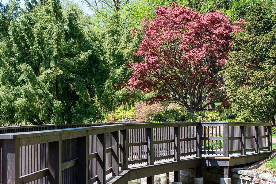 A wooden walkway runs through the Japanese garden.