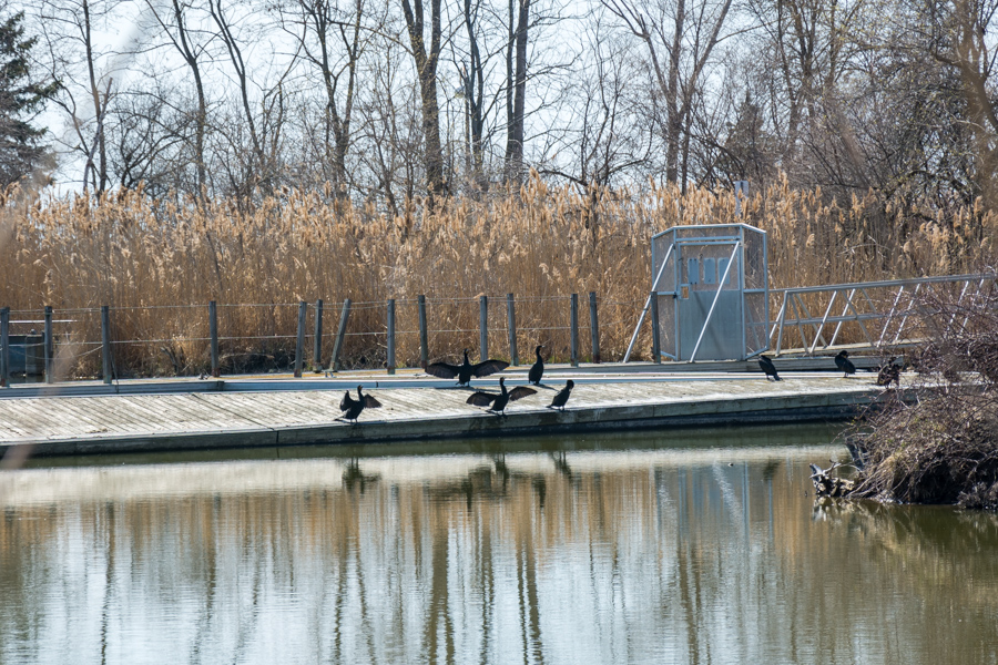 Birds stretch their wings on a walkway along the Scarborough Bluffs trail.