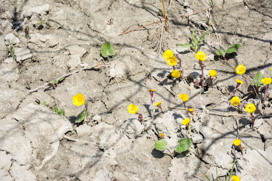 Yellow flowers poke through the dry ground at Scarborough Bluffs park.