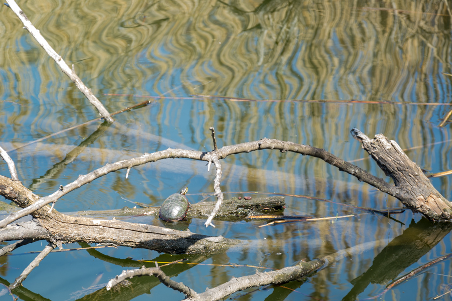 A turtle climbs on a branch.