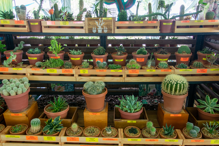 Cacti from a local society line a table.