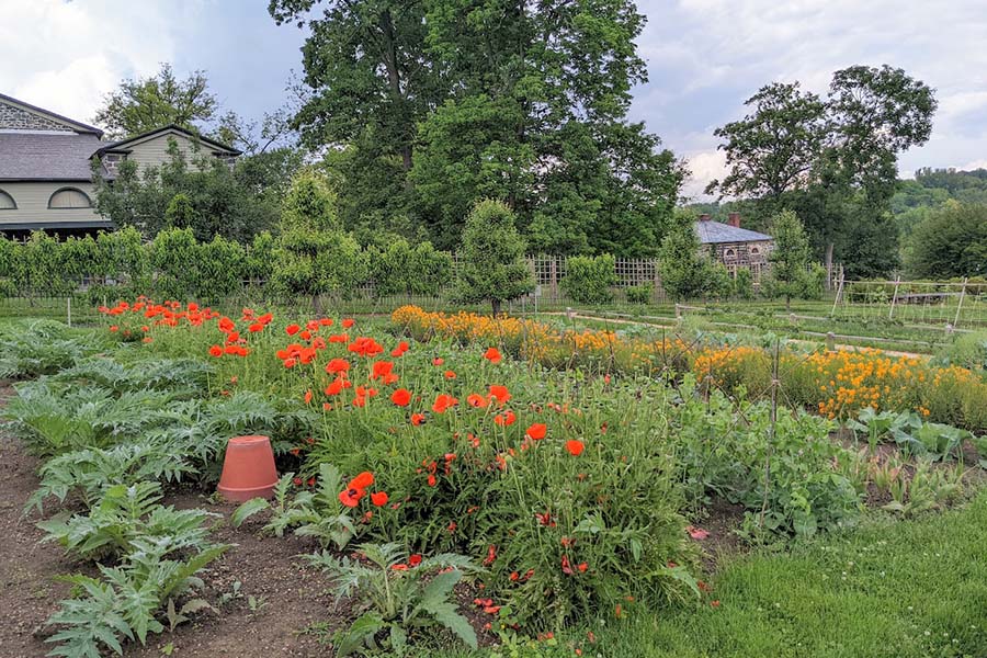 Flowers and vegetables in the du Pont kitchen garden at Eleutherian Mills.