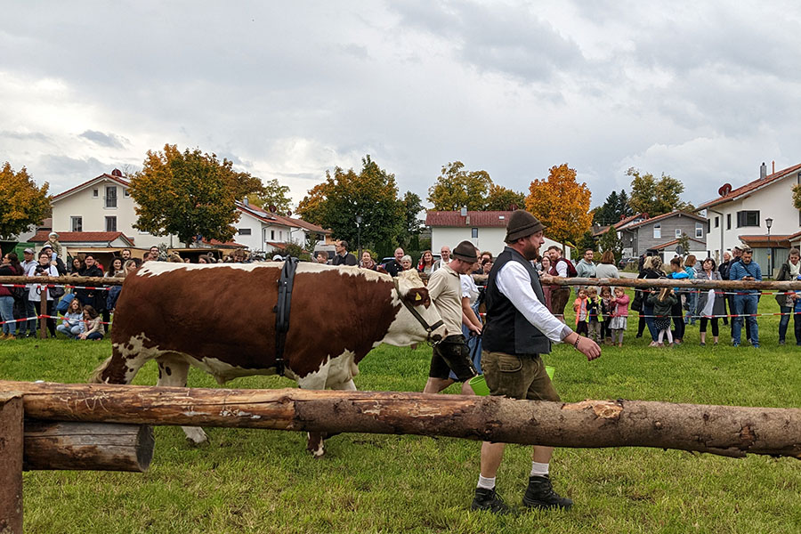 Celebrate Bavarian tradition with the Ayinger Bräu-Kirta, a beer festival with ox races and more!