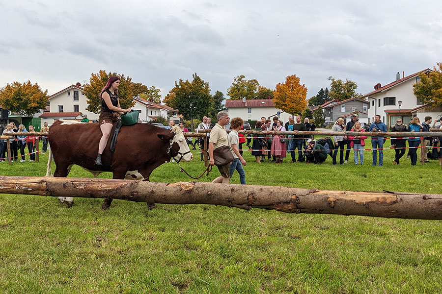 Ox races, or Ochsenrennen, are the main attraction on Saturday at the Ayinger Bräu-Kirta.