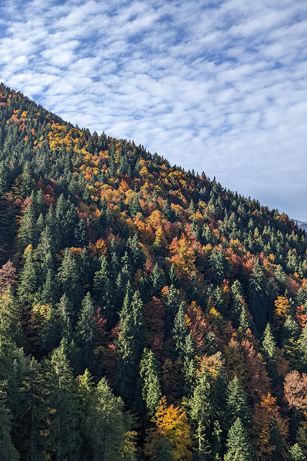 Beautiful autumn trees along the Wallbergbahn.