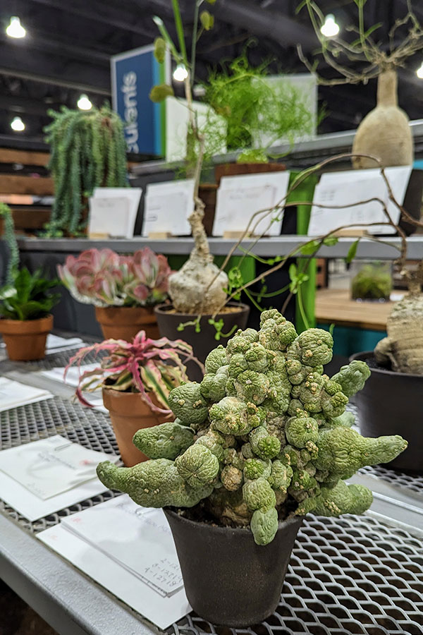 Hundreds of fascinating plants compete for best in their category at the Flower Show.