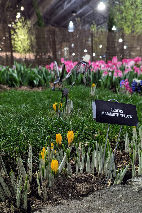 A metal sculpture of a rabbit across a lawn behind mammoth yellow crocus.