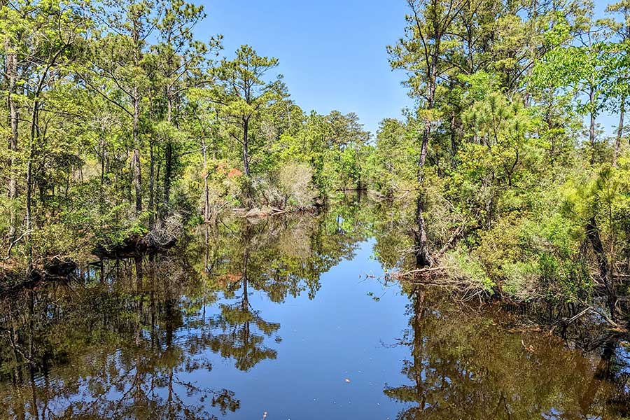 The Kitty Hawk Woods Reserve offers a different side of the OBX in spring.