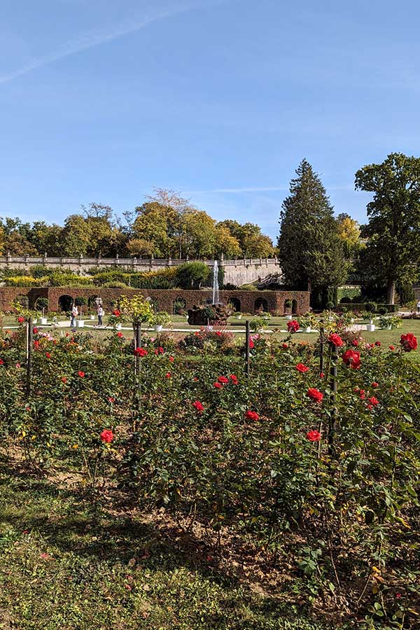 The rose garden within the formal gardens, or Hofgarten, of the Würzburg Residence.