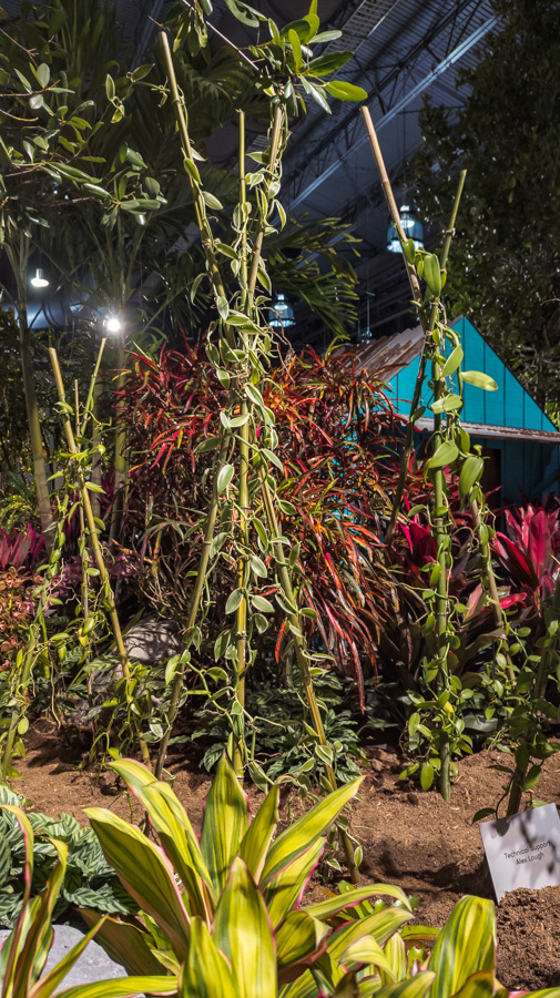 Vanilla orchids grow up trellises at the Philly Flower Show 2024.