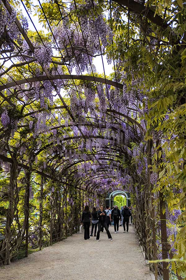 Wisteria covers a pergola in the Schönbrunn Palace gardens.