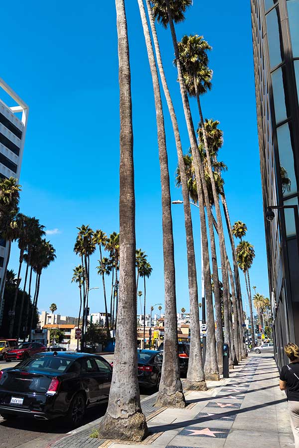 Palm trees arch to the sky along the Hollywood Walk of Fame.